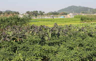 菜地難種、施肥低效、薊馬高發(fā)，咋辦？這里有高招！